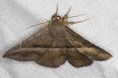 Lesmone griseipennis