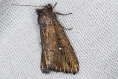 Condica temecula