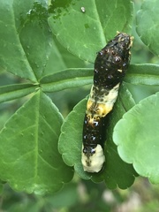 Heraclides cresphontes