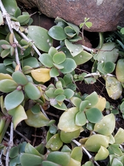 Delosperma tradescantioides
