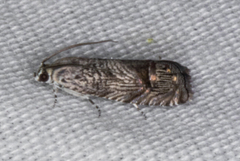 Ofatulena duodecemstriata