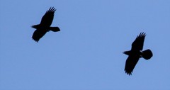Corvus corax kamtschaticus