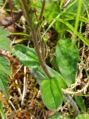 Trigonotis formosana