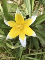 Tulipa urumiensis
