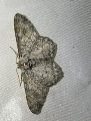 Leucodrepana serratilinea