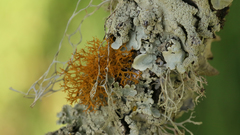 Teloschistes flavicans