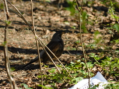 Turdus pilaris