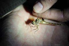 Neurocordulia yamaskanensis