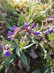 Pulmonaria longifolia