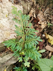 Selaginella