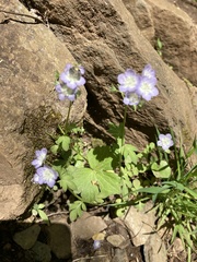 Phacelia dubia