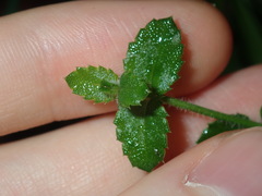 Gonocarpus teucrioides
