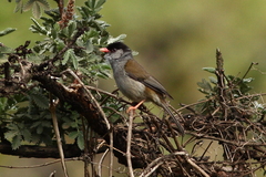 Sylvia nigricapillus