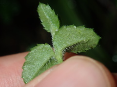 Gonocarpus teucrioides