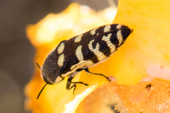 Acmaeodera alicia