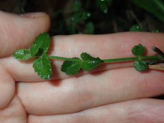 Gonocarpus teucrioides