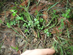 Gonocarpus teucrioides