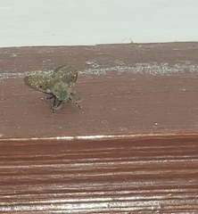 Clogmia albipunctata