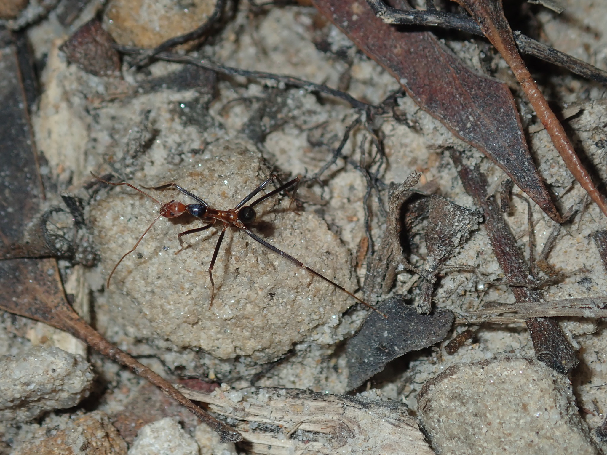 Leptomyrmex wiburdi