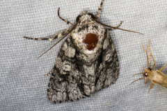 Acronicta afflicta