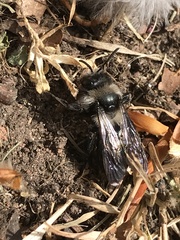 Andrena cineraria