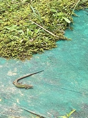 Takydromus viridipunctatus