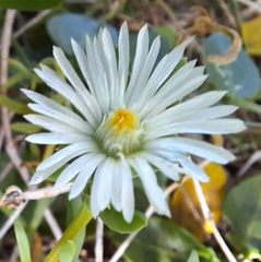 Delosperma uncinatum