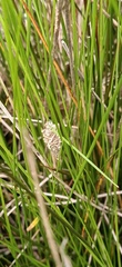 Phalacropterix apiformis