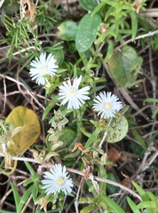 Delosperma uncinatum