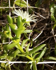 Delosperma uncinatum