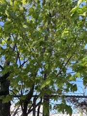 Acer platanoides