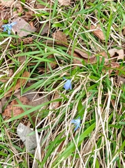 Scilla siberica