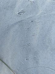 Peromyscus polionotus phasma