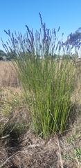 Elegia tectorum
