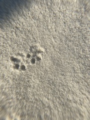 Peromyscus polionotus phasma