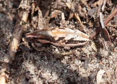 Bothynoderes declivis