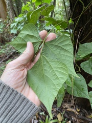 Rhynchosia acuminatissima