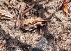 Bothynoderes declivis