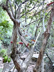 Halleria lucida