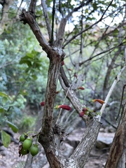 Halleria lucida