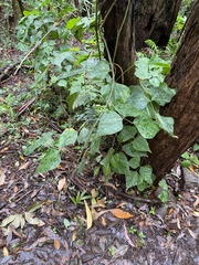 Rhynchosia acuminatissima