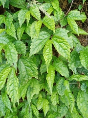 Elatostema cyrtandrifolium