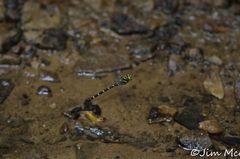 Cordulegaster erronea