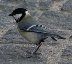 Parus major