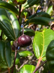 Sarcomphalus domingensis