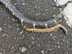 Boiga melanota