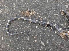 Boiga melanota