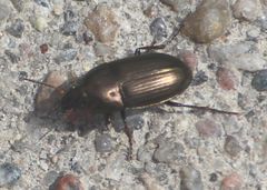 Coleoptera