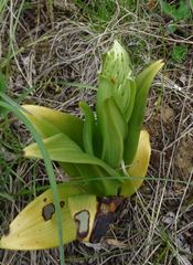 Himantoglossum hircinum