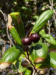 Sarcomphalus domingensis